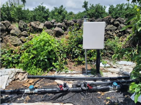 제주도 농기원, '노지 감귤원, 스마트 자동관수 기술 개발로 품질 높인다'