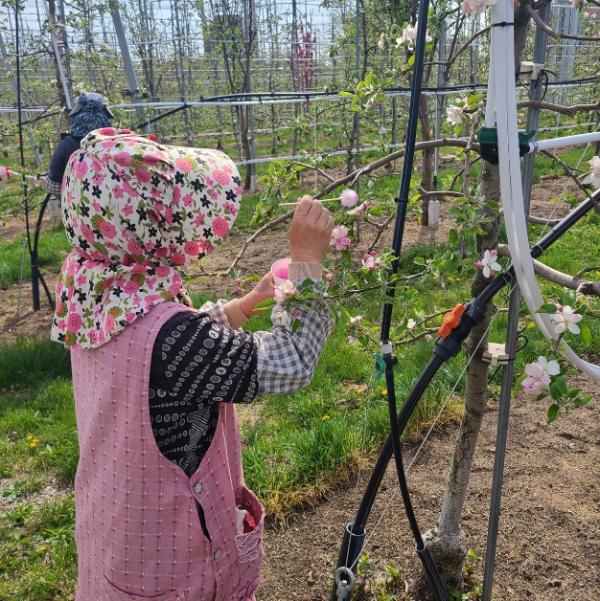안동시, 사과 저온 피해 극복 위해 '인공수분' 당부 기사 이미지