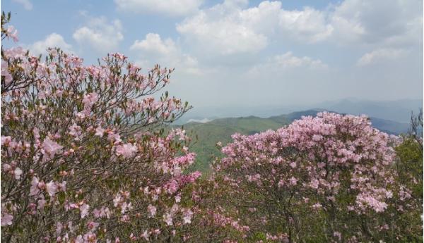 화순군 청풍면, ‘제18회 화학산 고산 철쭉제’ 개최