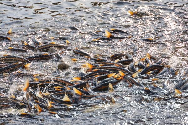 양양 남대천, 5년 만의 ‘황어 풍년’ … 주황 물결 장관 기사 이미지