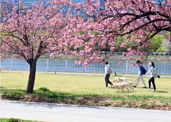 [기획특집 | 다시 시작되는 봄, 하남에서 만나는 핑크빛 로맨스]벚꽃 엔딩은 예고편일 뿐, 겹벚꽃과 선율로 다시 피어나는 ‘하남의 로맨스’ 기사 이미지