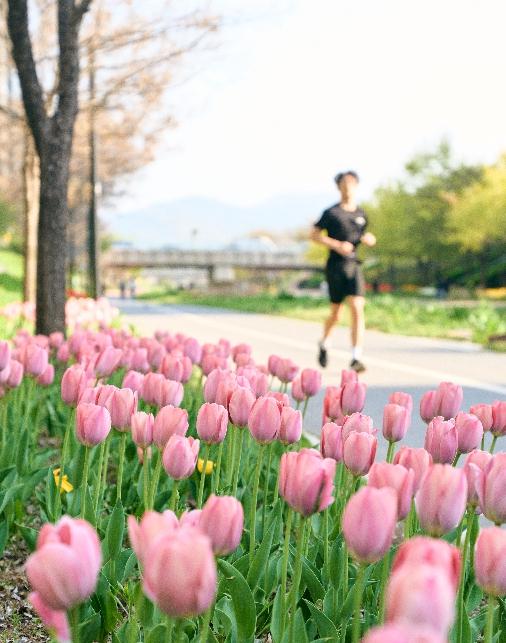 강동구 고덕천, 튤립 꽃길 활짝…도심 속 힐링 산책길로 주목 기사 이미지