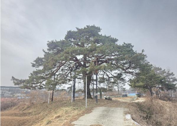 문경시, 보호수 및 노거수 생육환경 개선사업 추진 기사 이미지