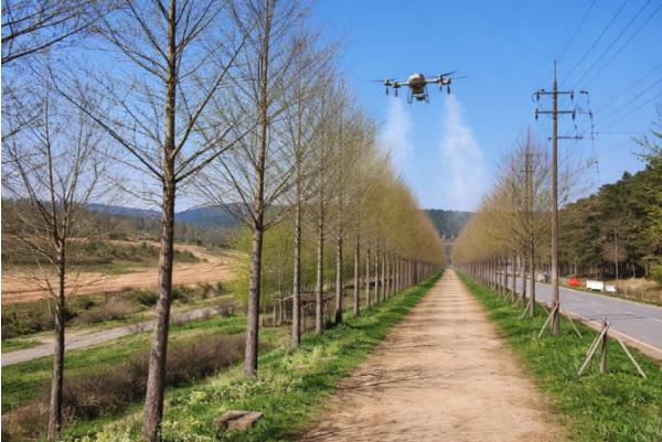 공주시, 정안천생태공원 메타세쿼이아길 드론 방제 실시 기사 이미지