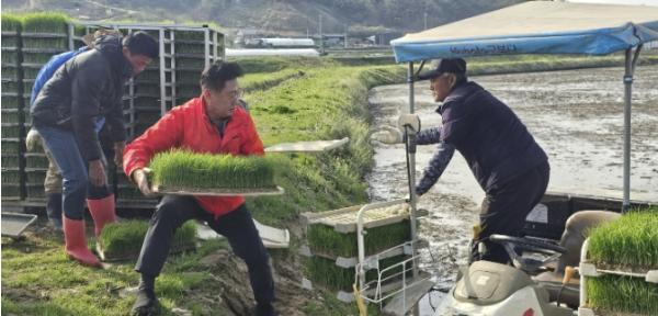 양평군, 올해 첫 모내기 실시…풍년 농사 기원 기사 이미지