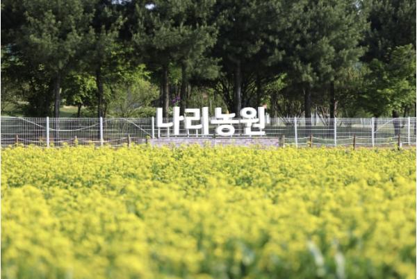 양주나리농원, 5월 9일부터 5월 17일까지 봄 무료개장 기사 이미지