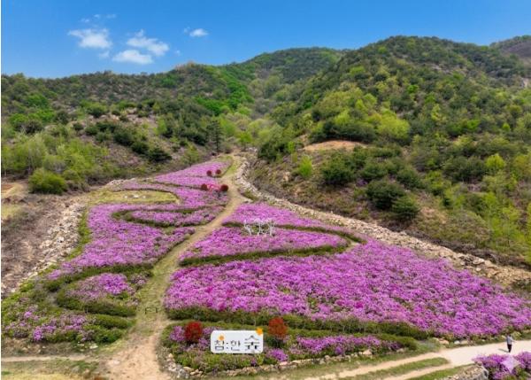 성주군 봄기운 가득한 산철쭉 17만여본 활짝 기사 이미지