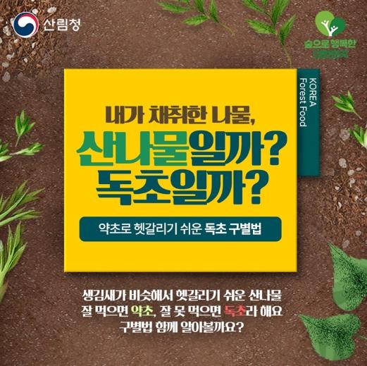 산림청, 내가 채취한 나물, 산나물일까? 독초일까? 기사 이미지