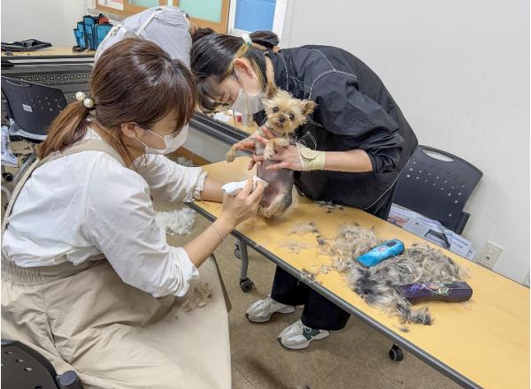 대전 대덕구, 반려동물 미용봉사단 ‘리루’와 취약계층 미용 지원 기사 이미지