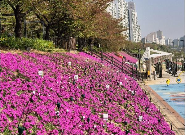 도봉구 중랑천 제방에 '꽃잔디' 개화 진분홍 만발 기사 이미지