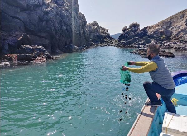 신안군, ‘바다에 미래를 심다’ 수산종자 방류 본격 시작