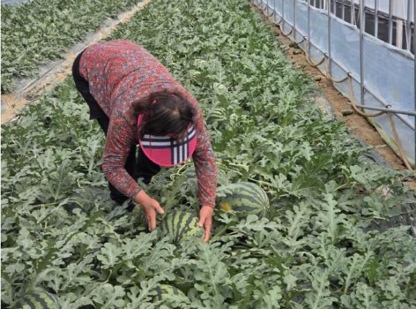 청양군, 명품 수박 첫 출하 앞두고 ‘막바지 현장지도’ 강화 기사 이미지