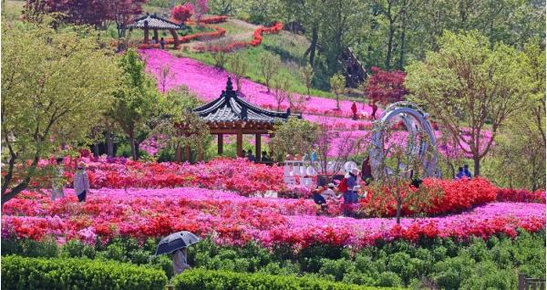 옥정호 붕어섬 생태공원, 봄꽃 절정에 관광객 발길 이어져 기사 이미지