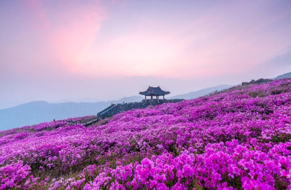 철쭉 산상화원 산청 황매산으로 떠나보자 기사 이미지