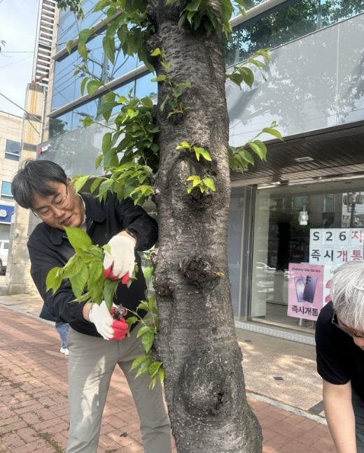 포항시, 쾌적한 도시경관 위한 ‘가로수 맹아 제거’ 본격 돌입 기사 이미지