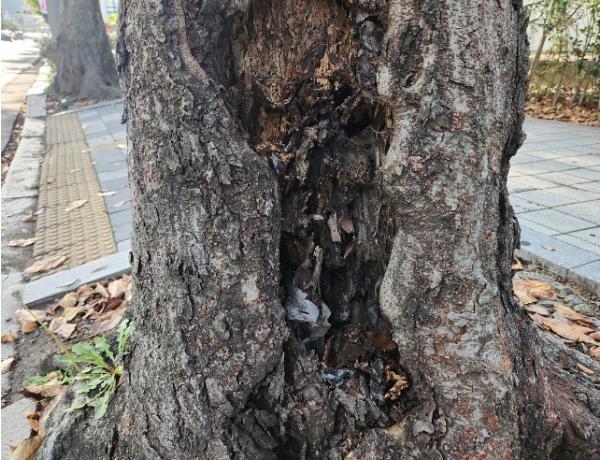 여수시, 위험 가로수 선제 정비… 느티나무 9주 제거