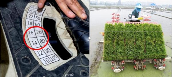 농촌진흥청, 논 활용 사료용 벼 생산성 향상 재배 기술 소개