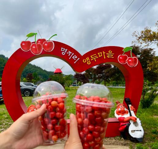 “초록 잎 사이 빨간 보석” 양양 명지리 앵두마을로 떠나는 초여름 나들이 기사 이미지