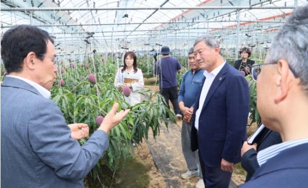 김완근 제주시장, 한경면 망고 첫 수확 현장 방문