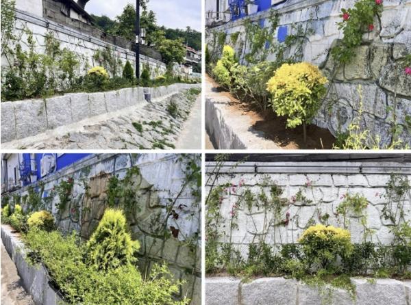 서대문구 홍제천 포방교 일대 축대 벽에 '꽃담길' 조성 기사 이미지