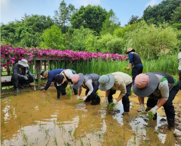 경기도립 바다향기수목원, 전 직원 참여 모내기 행사 개최…생태·문화 체험 프로그램 풍성 기사 이미지