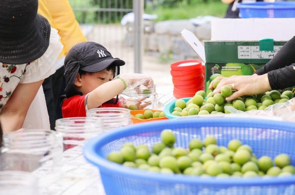 매실 익고 정 익고…창2동 초안산 매실축제 성황 기사 이미지