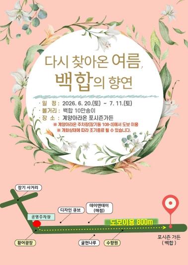 계양아라온 포시즌가든, 10만 송이 백합 꽃물결 장관 기사 이미지