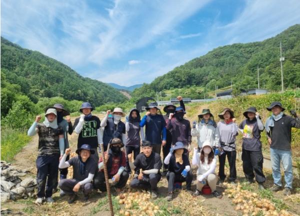 김천시 농업기술센터, 양파 수확을 위해 현장으로 출동! 기사 이미지