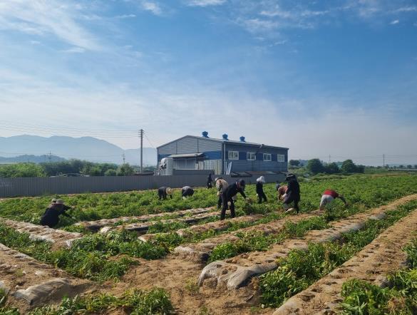 고령군 기획예산과·가족행복과·투자유치과, 농가 일손 부족 해소에 힘 보태 기사 이미지