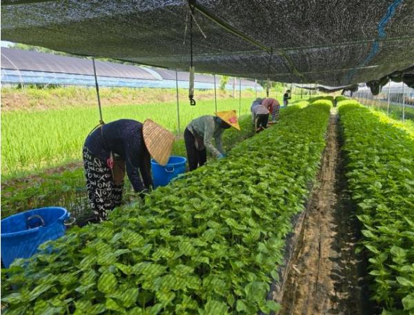 금산군, 계절근로자 관계자 등 대상 온열질환 예방 안전관리 교육 기사 이미지