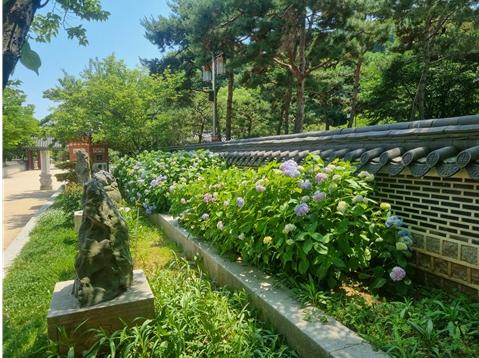 인천시, 월미공원에 만개한 산수국 보며 치유의 시간 보내세요