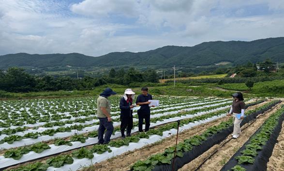 장수군, 준고랭지 여름배추 시범사업 본격 추진 기사 이미지