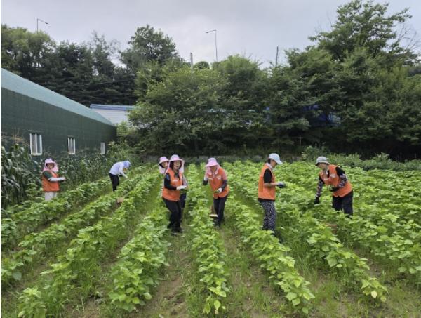 구리시자원봉사센터 도시텃밭 자원봉사단, 직접 키운 들깻잎 나눔 기사 이미지