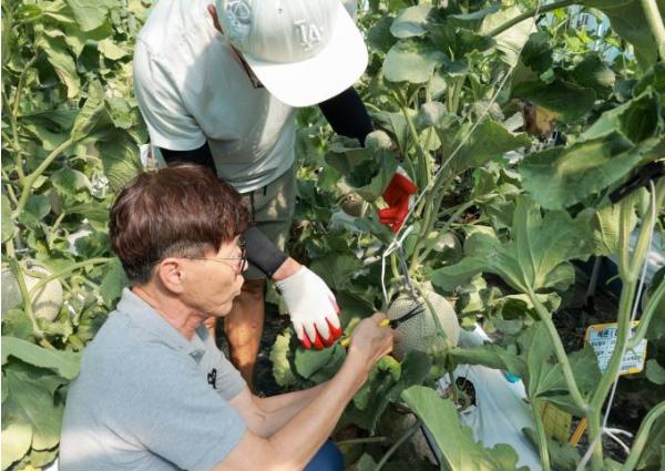 합천군 농업창업단지, 초보 농부들의 땀방울로 결실 맺은 ‘멜론’ 수확 기사 이미지