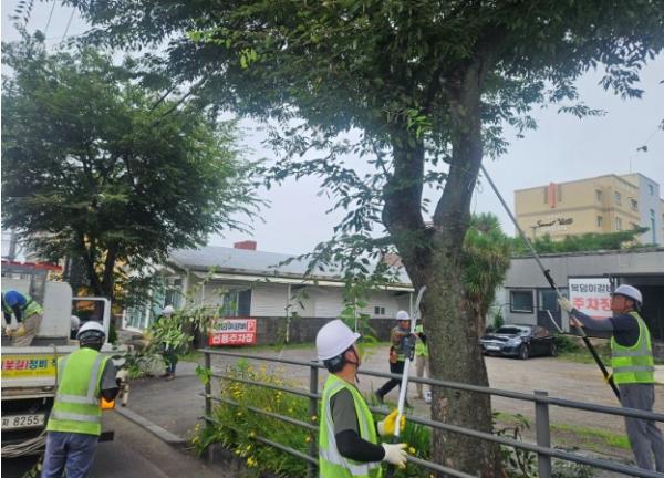 서귀포시, ‘여름철 녹지 집중 케어’총력 추진 기사 이미지