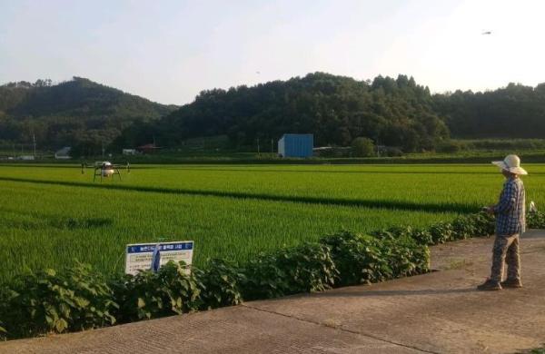 부여군 출수기, 벼 병해충 방제 철저히 합시다 기사 이미지