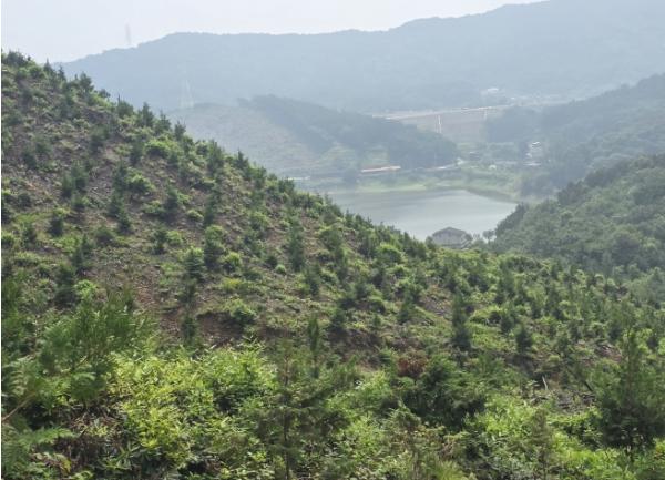 안성시, 건강한 숲 조성을 위한 조림지 풀베기 사업 추진 기사 이미지