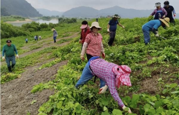 예천군, 민·관 합동 '가시박' 순뽑기 마무리… 20만 5,180㎡ 정비 기사 이미지