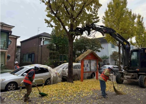 고양시 일산동구, 가을철 은행나무 열매 털기 사업 추진 기사 이미지