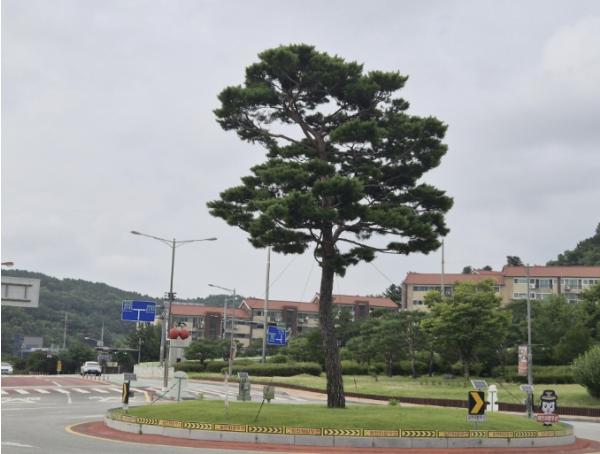 예산군, 관내 주요 회전교차로 소나무 다듬어 쾌적한 가로경관 조성 기사 이미지