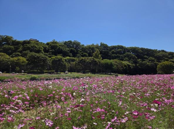 임실군 “화사한 핑크빛 가을 정취 가득”...사선대관광지, 코스모스 꽃물결 장관 기사 이미지
