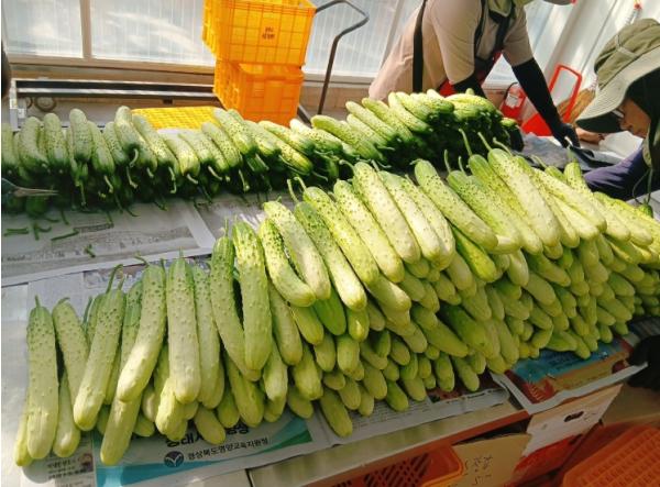 상주시농업기술센터, 시험연구 스마트팜 오이 첫 수확!