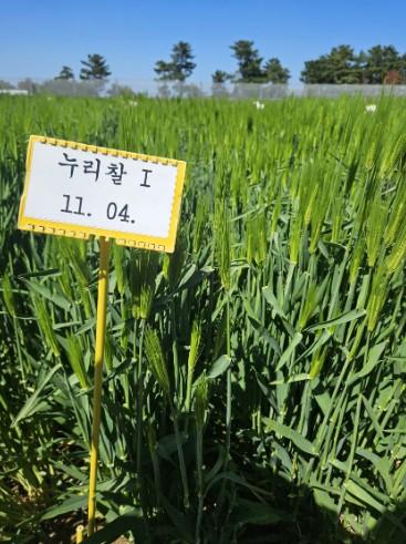 맥주보리 대체할 쌀보리 ‘누리찰’, 제주 농가서 실증