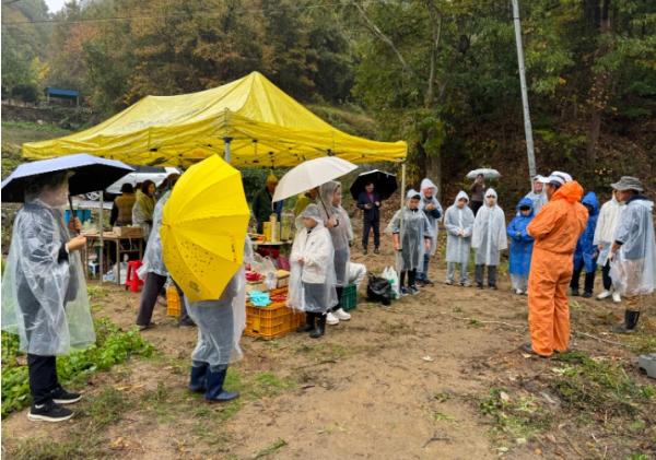 “생강 캐며 농업의 소중함 배워요”…영주 시민 60여 명 수확 체험 기사 이미지