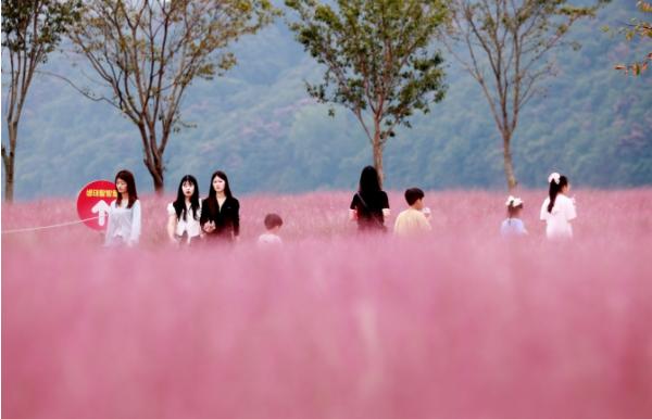 가을꽃 따라 42만 명 발길…의령 기강 리치 꽃 축제 흥행 기사 이미지