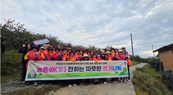 (사)부산진구자원봉사센터, 사랑의열매행복봉사단과 함께 밀양 감 농가 농촌 일손돕기 활동 전개 기사 이미지